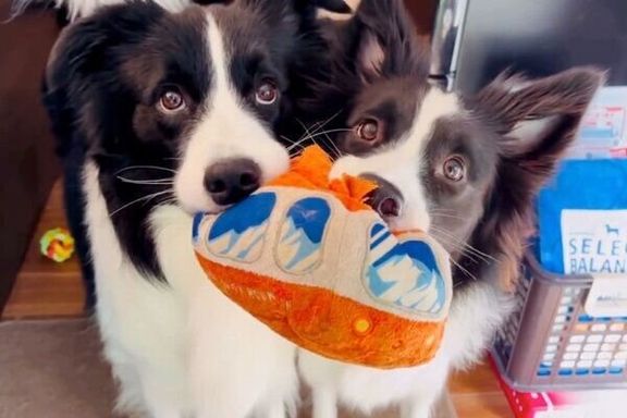 おもちゃを持ってくるチロルくんとノエルちゃん