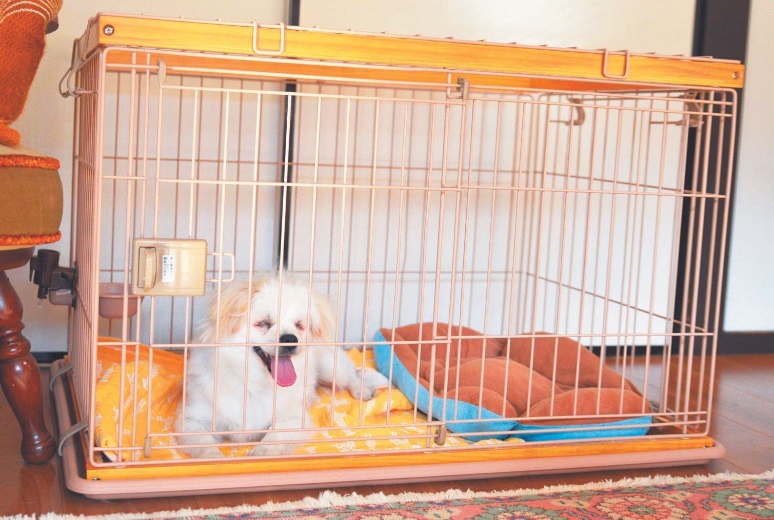 撮影／犬丸美絵