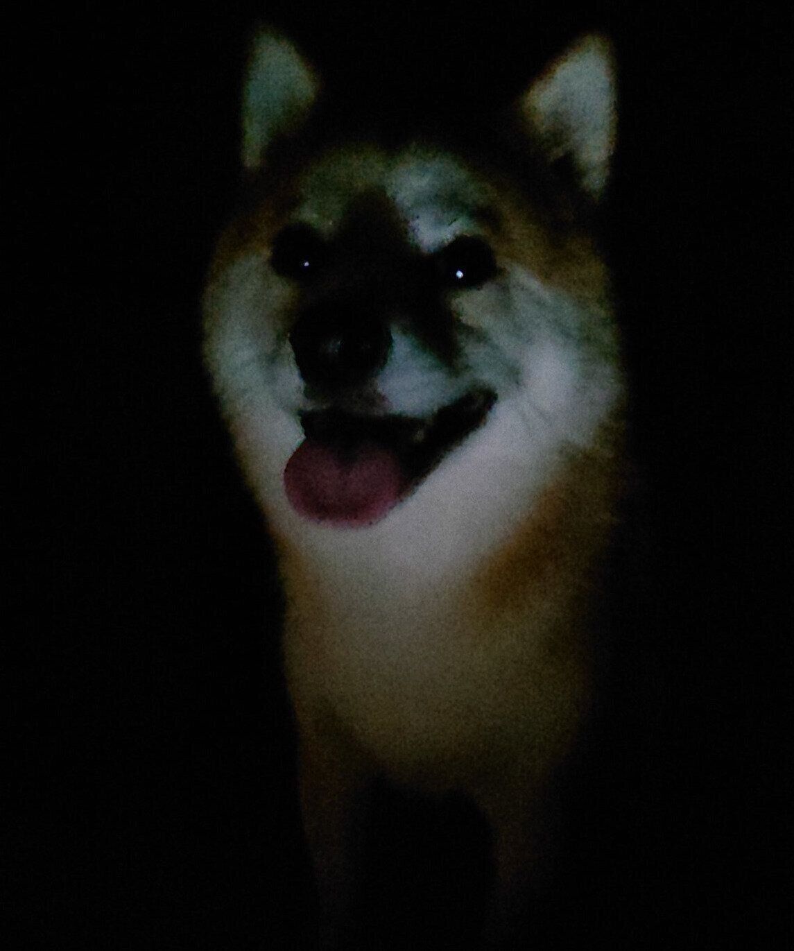 夜中にあらわれたししまるくん