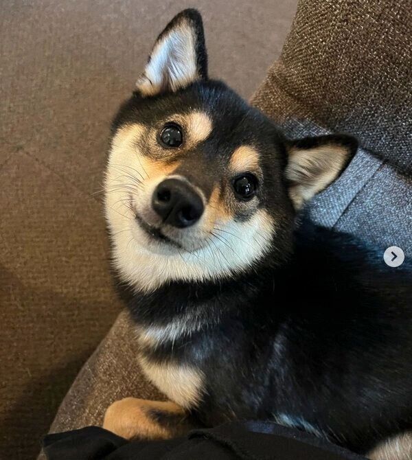 見つめるコメ助くん