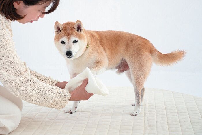 足を拭いてもらう犬