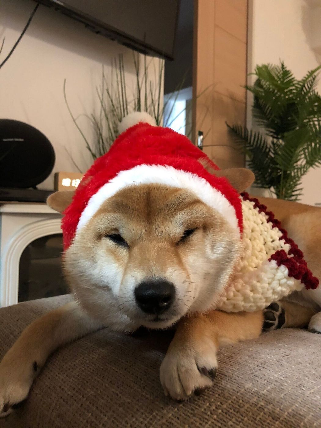 愛くるしさ満点 愛犬たちのおもしろ可愛い画像で癒される いぬのきもちweb Magazine 愛くるしさ満点 愛犬たちのおもしろ可愛い画像で癒される いぬのきもちweb Magazine