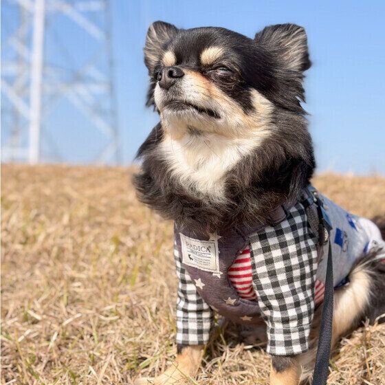 ひなたぼっこをするチワワ