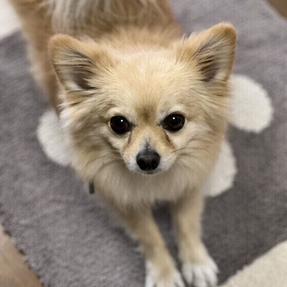 犬が体を「のび〜ん」と伸ばす理由とタイミングは？ 犬が体を伸ばす場面3選 いぬのきもち