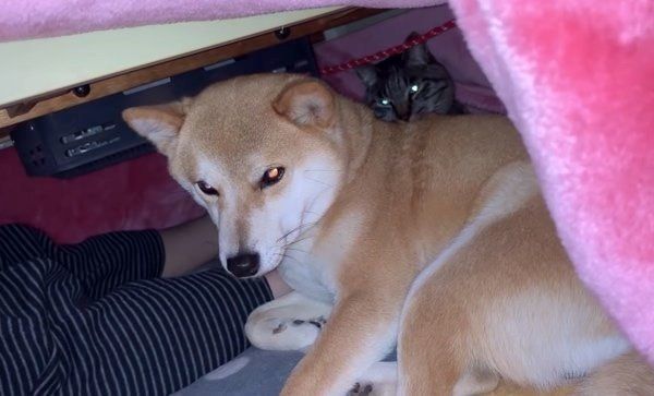 コタツで丸くなる柴犬