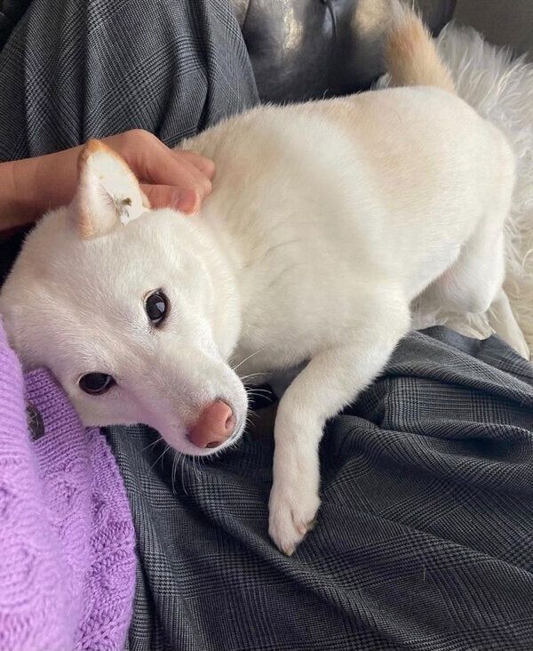 飼い主さんに甘えるブランカちゃん