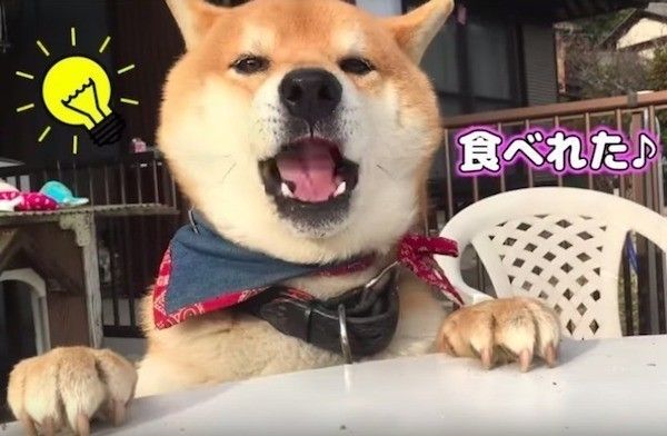 おやつが取れないワンコ