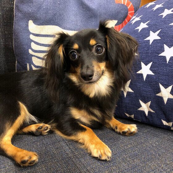 ソファでくつろぐ小型Mix犬