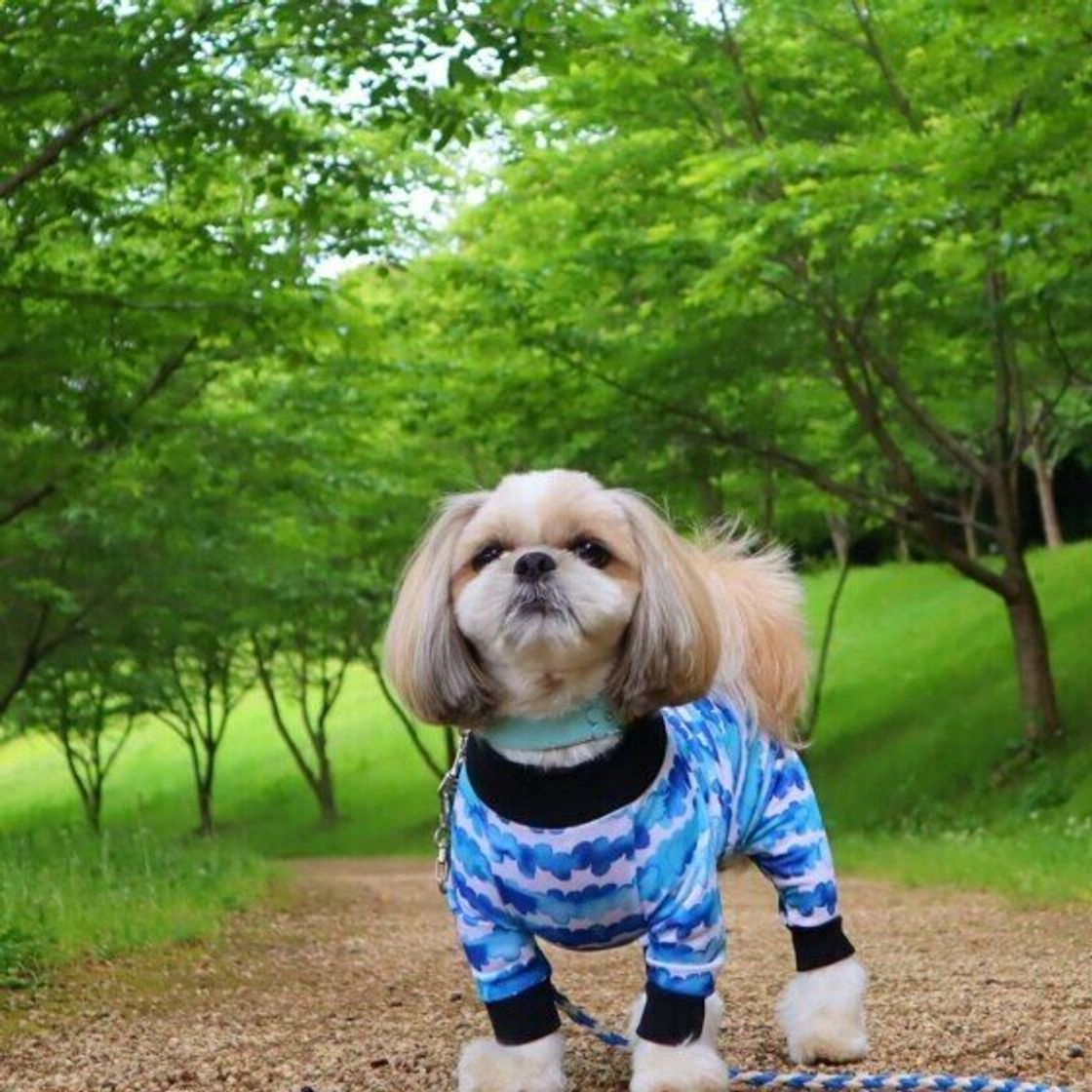 体力のない子犬やシニア犬はお出かけがストレスに 犬連れで外出する際の注意点 いぬのきもちweb Magazine 体力のない子犬やシニア犬はお出かけがストレスに 犬連れで外出する際の注意点 いぬのきもちweb Magazine