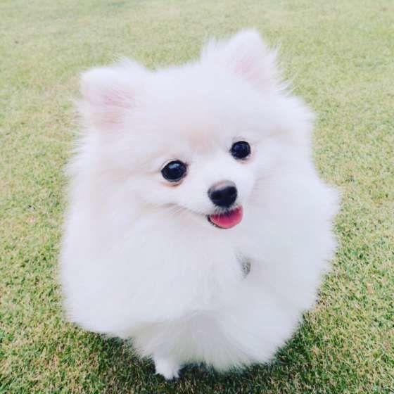 ドッグランに遊びにきたよ