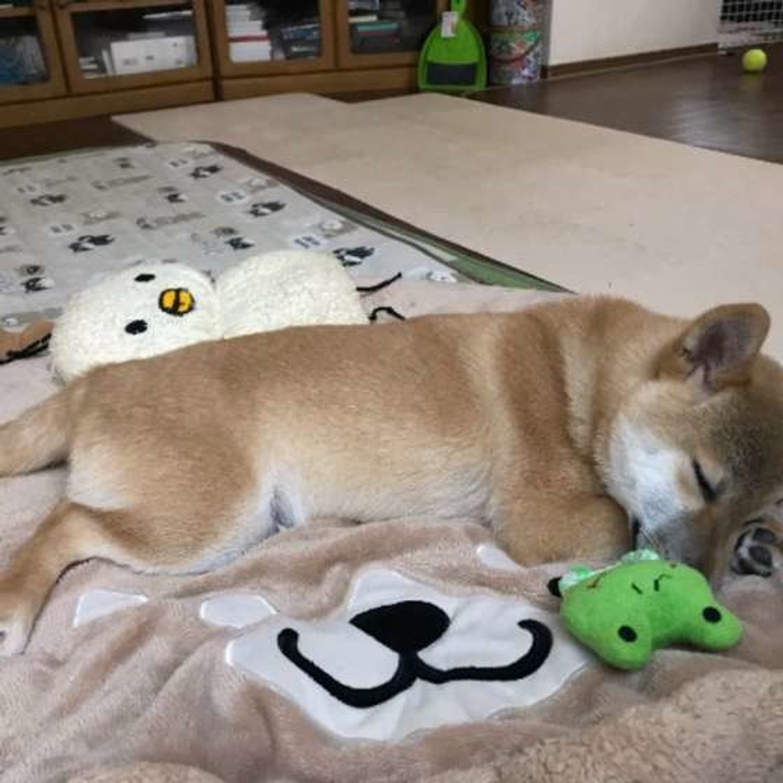寝る場所で気持ちがわかる 犬が寝場所を選ぶ 3つの基準 とは いぬのきもちweb Magazine 寝る場所で気持ちがわかる 犬が寝場所を選ぶ 3つの基準 とは いぬのきもちweb Magazine