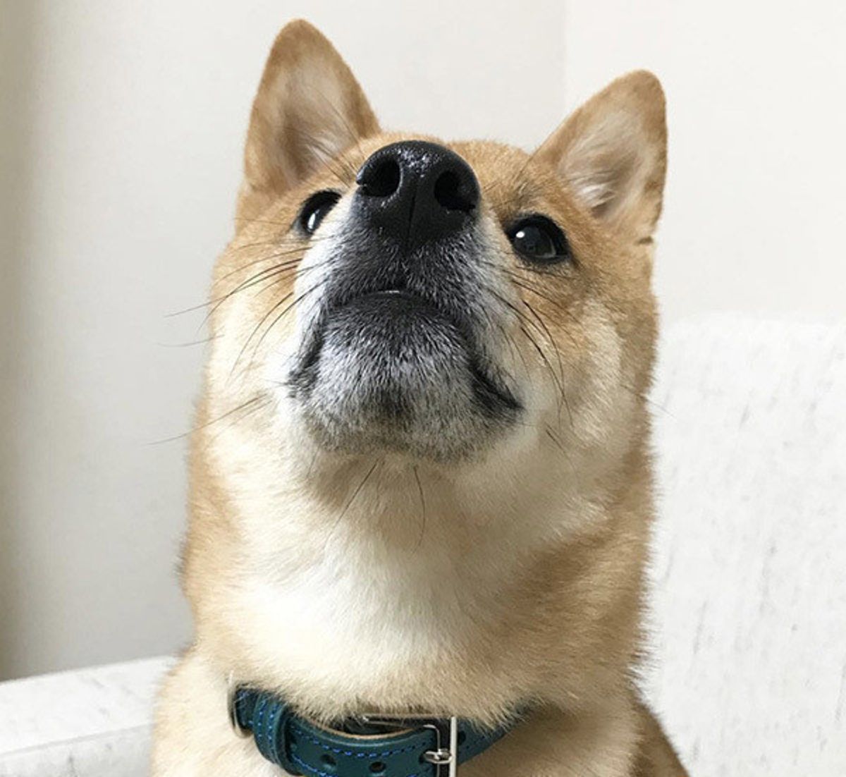 怒った顔が全然こわくない むしろかわいい ムキ顔ワンコ の表情って いぬのきもちweb Magazine 怒った顔が全然こわくない むしろかわいい ムキ顔ワンコ の表情って いぬのきもちweb Magazine