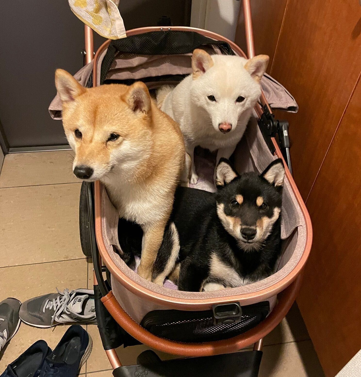 仲良しな蓮くん、ポン太くん、ソルちゃん