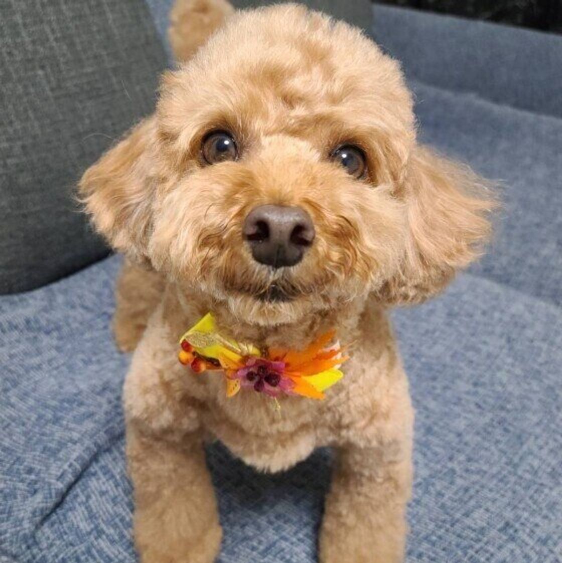 目からビーム 写真撮影で犬の目が光る理由を獣医師に聞いてみた いぬのきもちweb Magazine 目からビーム 写真撮影で犬の目が光る理由を獣医師に聞いてみた いぬのきもちweb Magazine