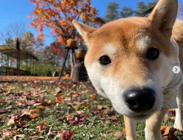 お散歩を楽しむきなこちゃん