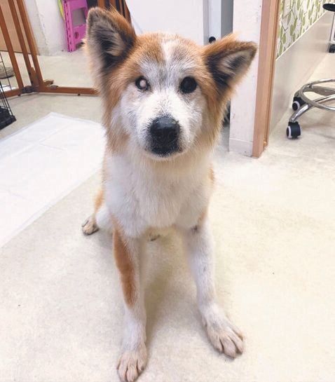 劣悪な多頭飼育崩壊現場から保護された晴男くん。足腰が弱かったので、なないろで看取りをすることに