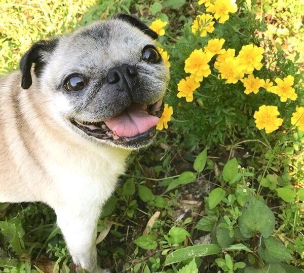 笑顔のめーちゃん