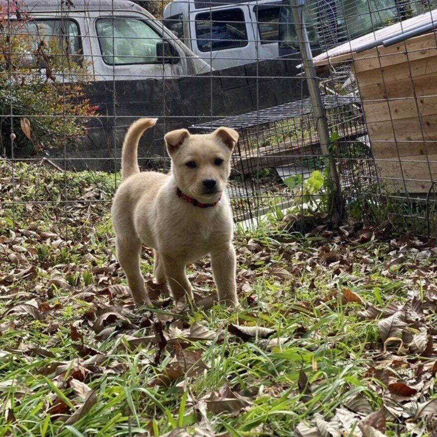 きなこくんは「山できょうだい犬といるところを保護された」のだとか