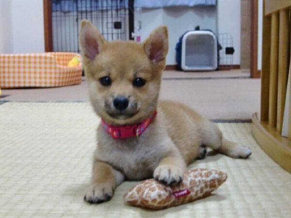 子犬時代のリンちゃん