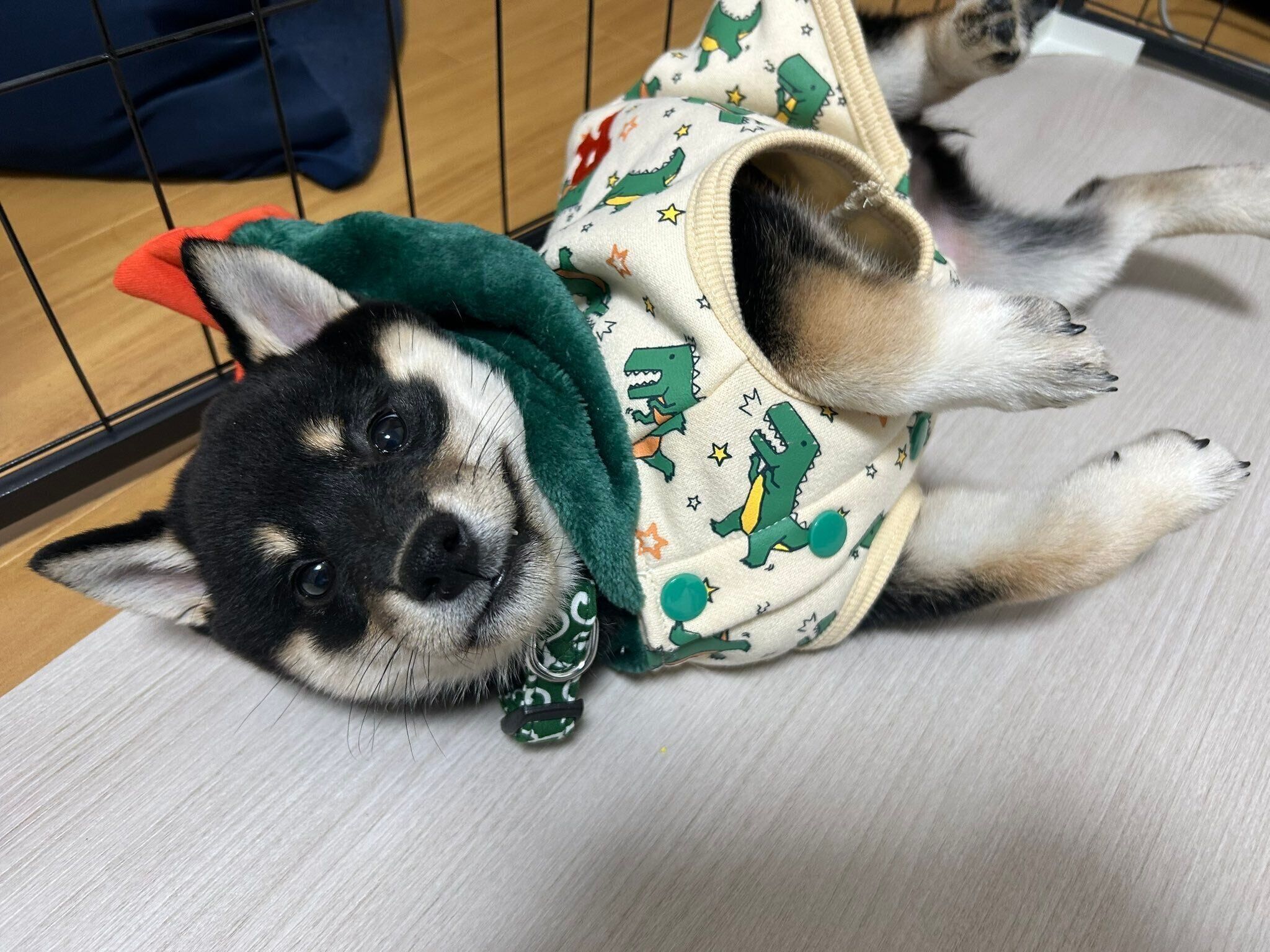 寝転ぶ柴犬