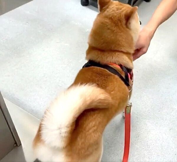 トリマーさんになでてもらうあんずちゃん