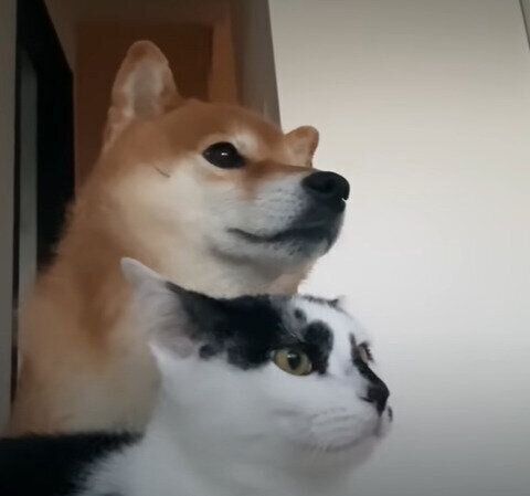 ハチくんとシオちゃん