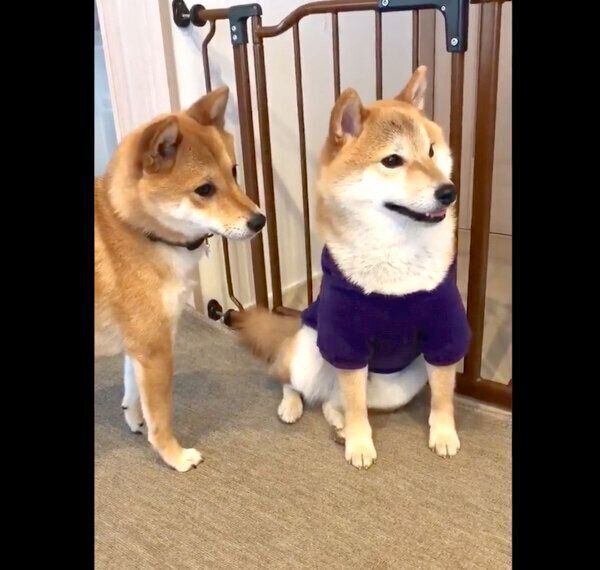 赤ちゃんを泣かせてしまい、なんともいえない表情をするレッカくんとお友達ワンコ