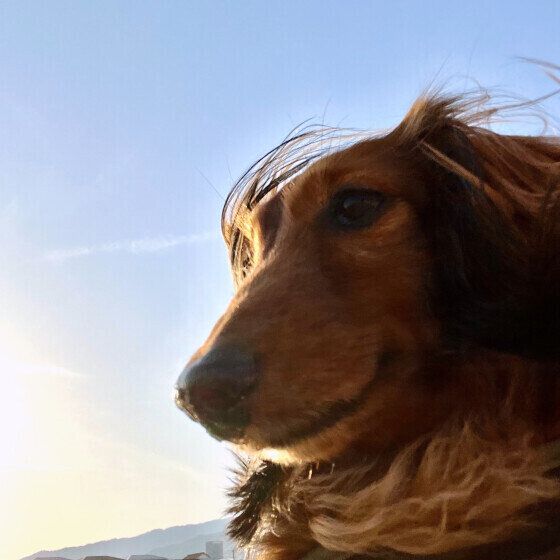 カニーンヘン・ダックスフンド いぬのきもち