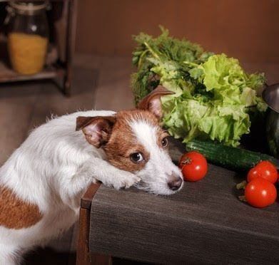 犬と野菜