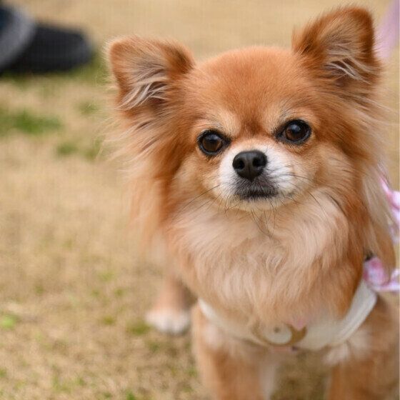 犬のリンパ腫はどんな病気？ リンパ腫の症状や特徴、治療法を獣医師に聞いた チワワ いぬのきもち