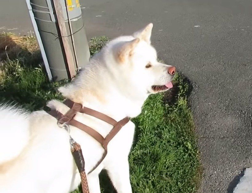 遠くを見つめる犬