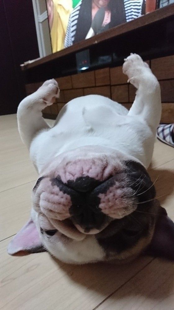 リラックスするフレブル