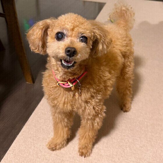 かまってもらいたいトイ・プードル