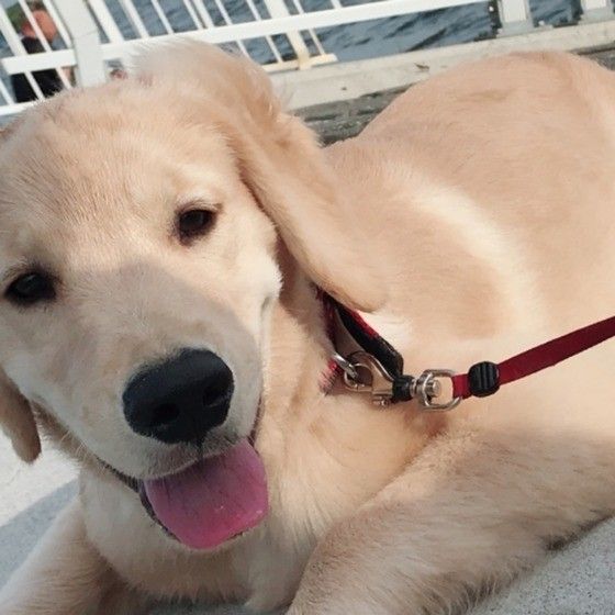 見つめるゴールデン・レトリーバー