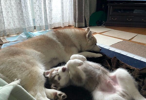 まったりするココちゃん、イチくん