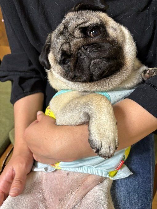 1才10カ月のパグ