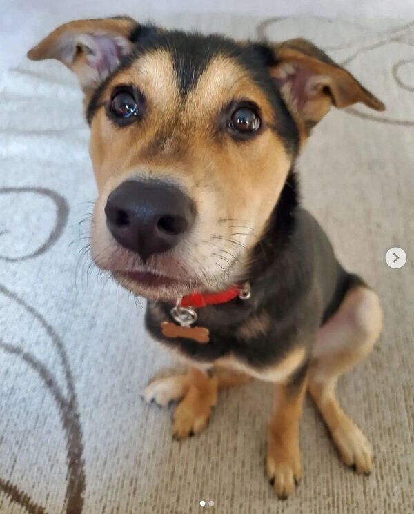 見つめるラックくん