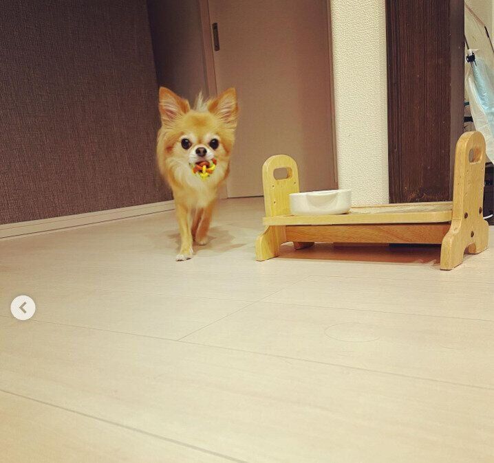 ボールを咥えて走るこむぎくん