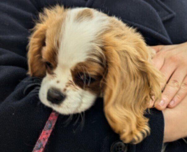 生後4カ月のキャバリア・キング・チャールズ・スパニエル