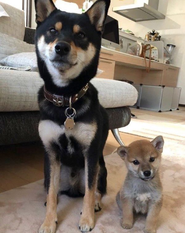 並んで座る柴犬と豆柴