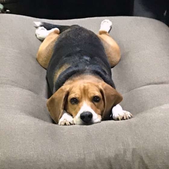 吠えやすい犬種ランキングとチャイム吠えの対処方法 ビーグル