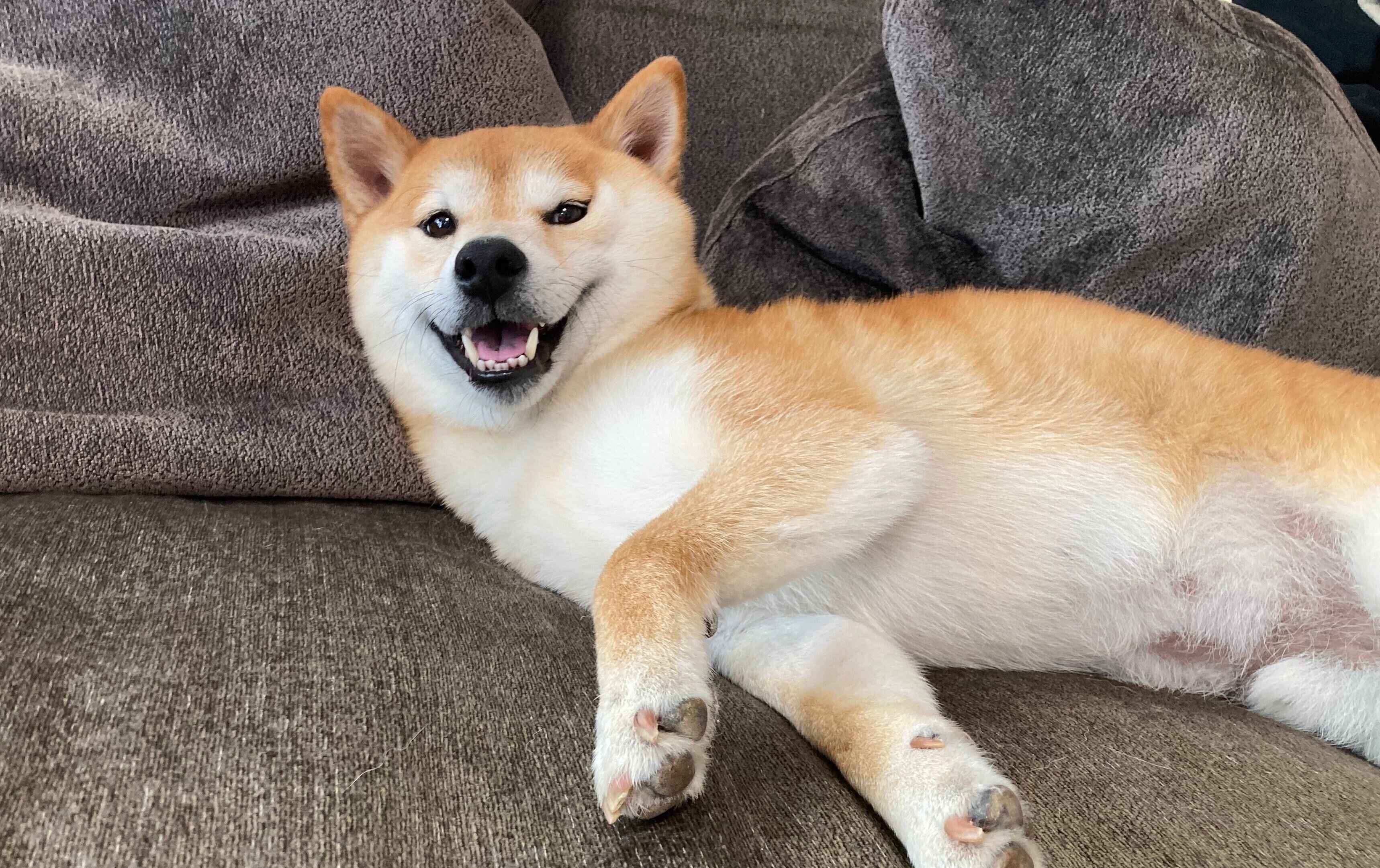 ソファでくつろぐもちくん