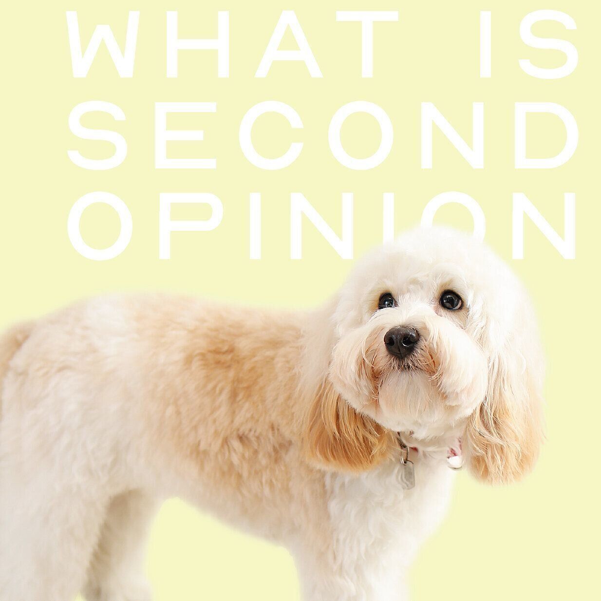 最終的に判断するのは飼い主さん