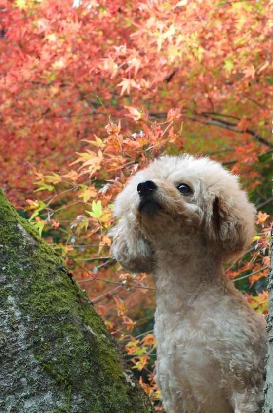 蚊がいなくなってもフィラリア薬を忘れずに！