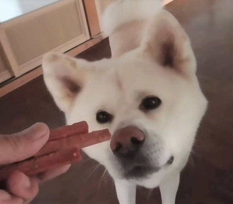 秋田犬　ゆうきくん