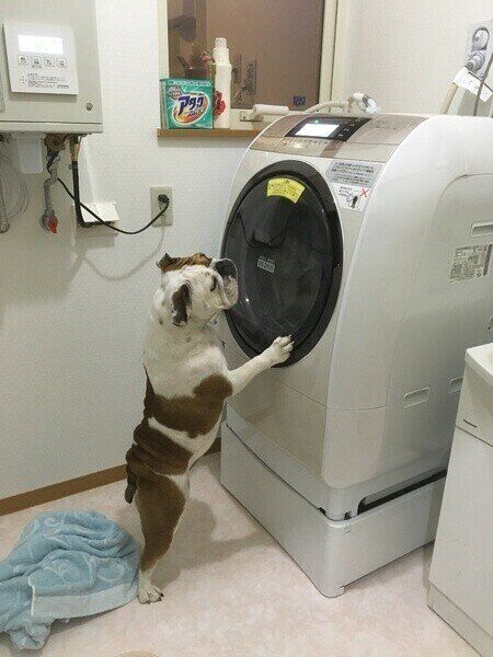 洗濯機を覗き込むブルドッグの美紅ちゃん