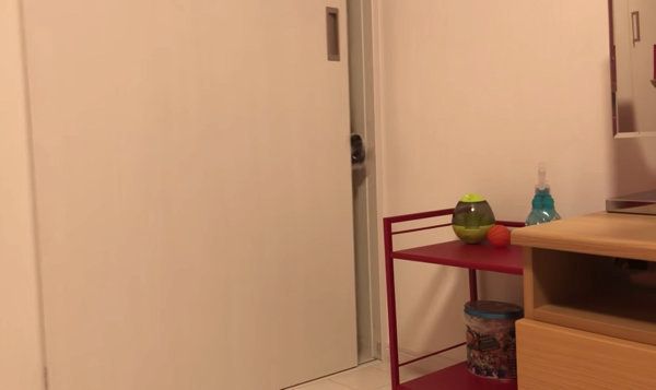 飼い主さんを無視するシベリアン・ハスキー