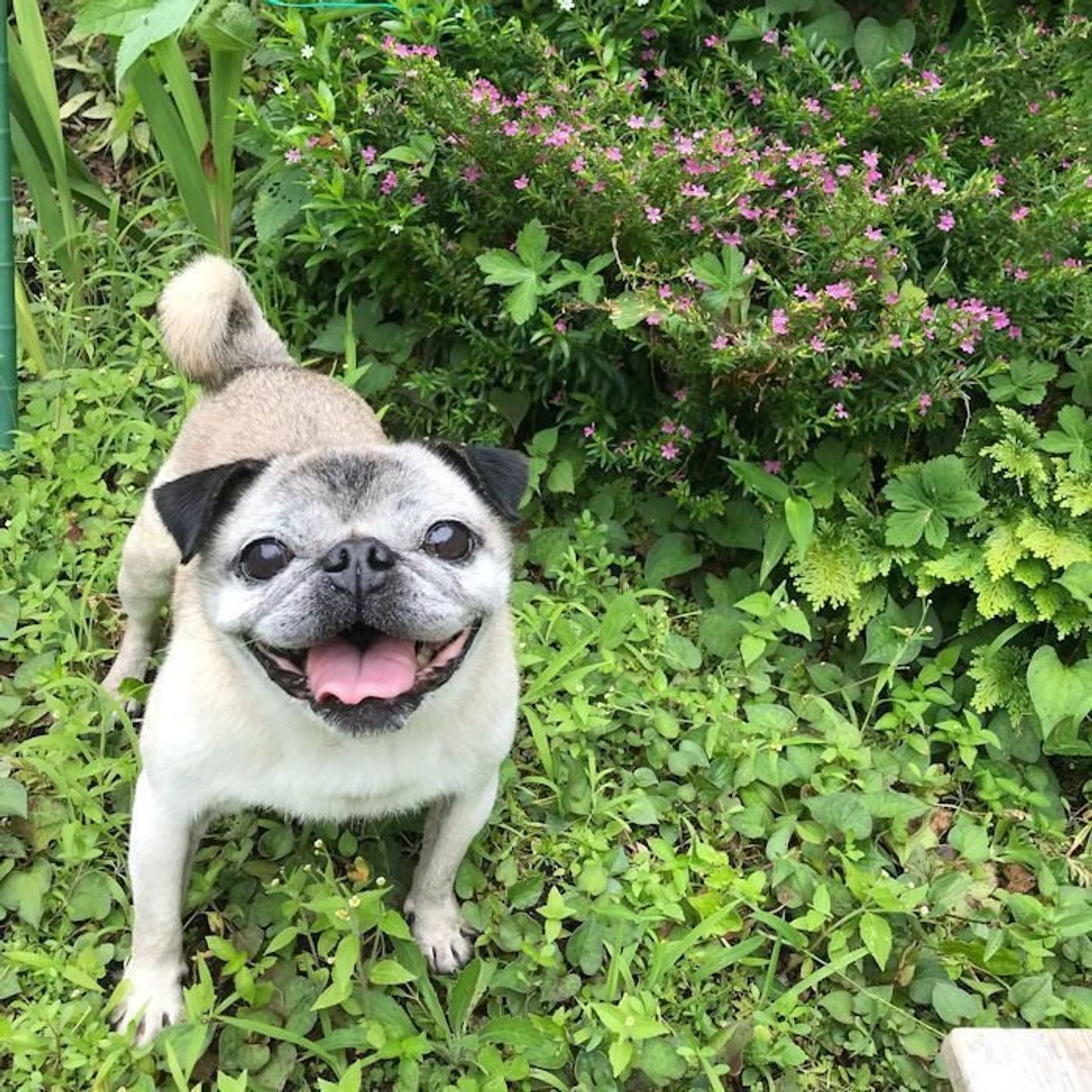 人をもてあそぶ悪魔犬 連載 パグ犬 めー Vol 17 いぬのきもちweb Magazine 人をもてあそぶ悪魔犬 連載 パグ犬 めー Vol 17 いぬのきもちweb Magazine