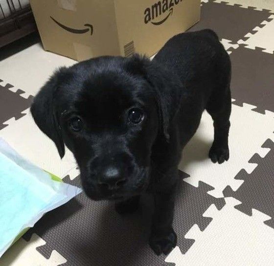 黒いラブラドール・レトリーバー