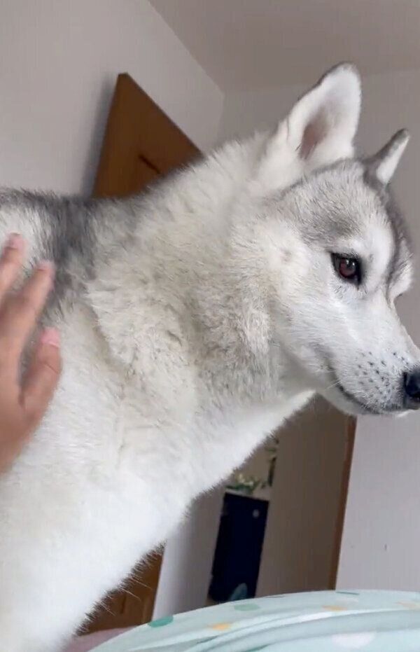 背中を出して、なでてアピールするユキちゃん